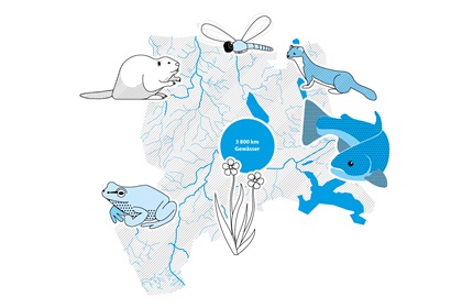 Artenreiche Gewässerräume: Gewässer vernetzen Lebensräume